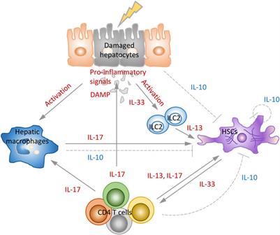 Targeting Certain Interleukins as Novel Treatment Options for Liver Fibrosis